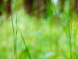 sauvage herbe dans le paysage avec peu profondeur de champ ai génératif photo