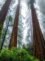 certains séquoia des arbres dans forêt ai génératif photo