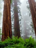 certains séquoia des arbres dans forêt ai génératif photo