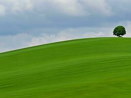 solitaire arbre sur roulant collines ai génératif photo