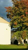 le coloré et magnifique feuilles sur le des arbres dans l'automne photo