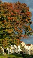 le coloré et magnifique feuilles sur le des arbres dans l'automne photo