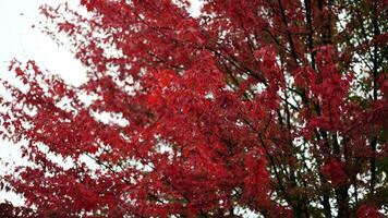 le coloré et magnifique feuilles sur le des arbres dans l'automne photo