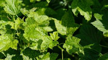 groseille feuilles endommagé par fongique maladies ou insecte nuisibles. carence ou excès de éléments et microéléments de plante nutrition, maladie. photo