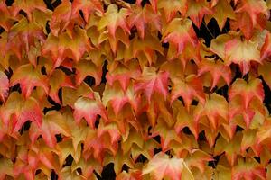 l'automne couleurs brillant rose, jaune, vert feuilles de jeune fille les raisins sur mur dans automne. brillant couleurs de l'automne. parthenocissus tricuspidata ou Boston lierre en changeant Couleur dans l'automne. la nature modèle photo