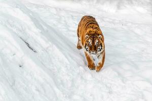 magnifique panthera Tigre sur une neigeux route photo