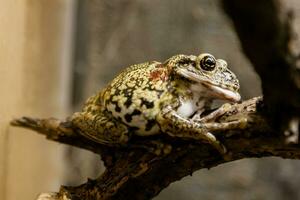 un crapaud vert est assis sur une branche photo