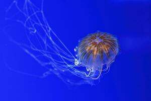 macro la photographie sous-marin nord mer ortie ou marron méduse méduse photo