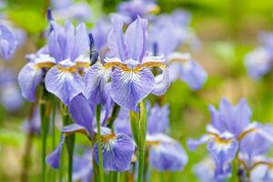 fleurs Iris sur une Contexte de herbe photo