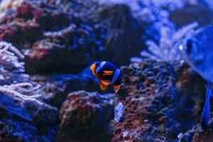 macro la photographie sous-marin amphiprion Clarkii, queue jaune poisson clown photo