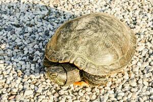 une tortue est en marchant sur le sol photo