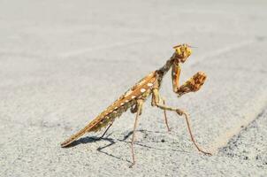 une grand insecte avec Orange jambes et Jaune ailes photo