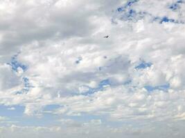 une oiseau en volant dans le ciel photo