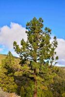 une pin arbre dans le montagnes avec une bleu ciel photo