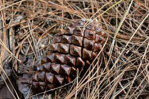 une pin cône pose sur le sol dans le les bois photo