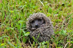 une hérisson est recourbé en haut dans le herbe photo