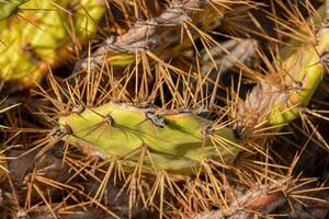 une proche en haut de une cactus plante avec beaucoup épines photo