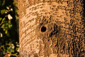 une trou dans une arbre photo