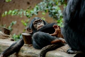 une bébé chimpanzé séance sur une Journal photo