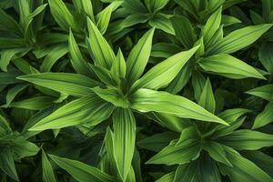 ai généré une plante avec beaucoup de grand vert feuilles. ai généré photo