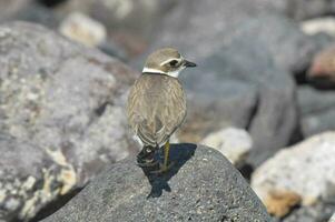 une petit oiseau est permanent sur une Roche photo