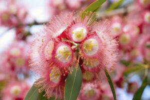 ai généré magnifique gencive arbre rose fleurs et bourgeons. ai généré photo