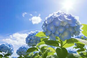 ai généré proche en haut vue de bleu français hortensia avec feuilles en dessous de bleu ciel. photo