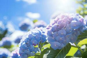 ai généré proche en haut vue de bleu français hortensia avec feuilles en dessous de bleu ciel. photo