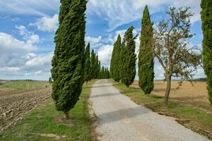 célèbre toscane paysage avec incurvé route et cyprès, Italie, L'Europe . rural cultiver, cyprès des arbres, vert champ, lumière du soleil et nuage. photo