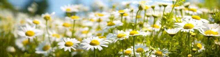 ai généré camomille fleur pour une bannière. génératif ai photo