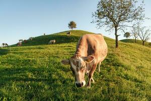 troupeau de vache pâturage herbe sur vert colline avec solitaire arbre dans rural scène à Hirzel, Suisse photo