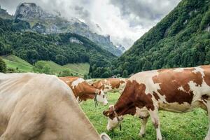troupeau de vache pâturage sur pâturage et Suisse Alpes dans seealpsee à appenzellois, Suisse photo