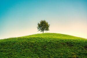 solitaire arbre croissance sur colline dans le Matin à Hirzel, Suisse photo