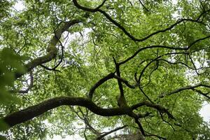 Naturel Contexte. tilleul tilia avec torsion branches et vert feuillage. photo