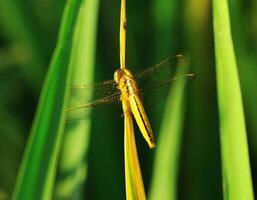 petit herbe forger et plante Naturel Photos. photo