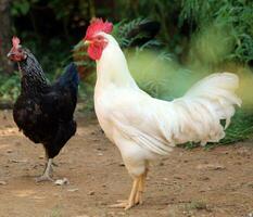 les poules sur une traditionnel gratuit intervalle la volaille biologique cultiver. photo