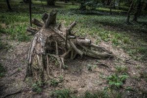 une souche d'arbre dans le parc de sumice à belgrade photo