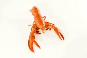 une Homard sur une blanc Contexte photo