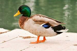 une canard permanent sur une ciment passerelle près l'eau photo