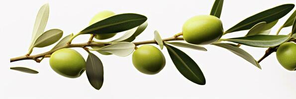 ai généré olive arbre bifurquer, vert Olives et feuilles sur blanc Contexte. ai généré. photo