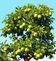 ai généré une magnifique vert Pomme arbre. ai généré photo