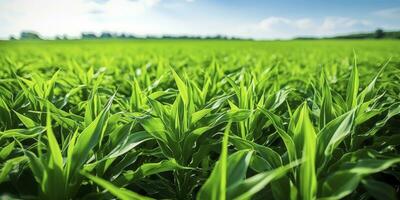 ai généré champ de vibrant vert biocarburant cultures. ai généré. photo