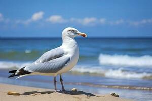 ai généré mouette sur le plage en dessous de bleu ciel. photo