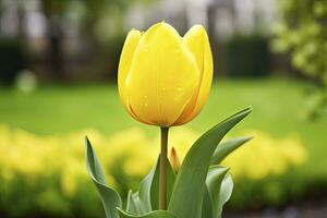 ai généré Jaune tulipe dans le jardin. ai généré photo