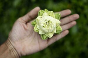 proche en haut de blanc lotus bourgeon sur main Contexte. pliant blanc lotus pétale sur main, thaïlandais traditionnel style. photo