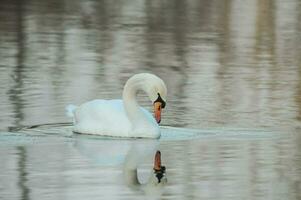 une cygne est nager dans le l'eau avec ses réflexion photo