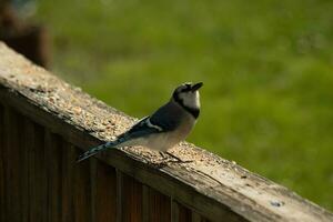 cette mignonne peu bleu geai venu à le balustrade de mon plate-forme le autre journée certains graines pour oiseaux. le sien magnifique noir, bleu, et blanc à carreaux corps vraiment des stands dehors. je l'amour le sien peu mohawk. photo