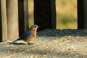 cette peu oiseau bleu se tenait sur le marron en bois planches de le plate-forme entouré dans graines pour oiseaux. le sien rouillé Orange et blanc ventre supporter en dehors contre le sien bleu ailes sur le des oiseaux retour avec peu noir yeux. photo