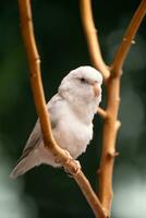 minuscule perroquet perruche blanc forpus oiseau pacifique perroquet du repos sur branche. photo