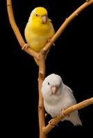 paire de minuscule perroquet perruche blanc et Jaune forpus oiseau pacifique perroquet du repos sur branche. photo